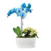 Blue Christmas Garden -Fast Growing Trees Shop 10IN Dot Watercolor Blue Orchid and White Poinsettia with Moss Topping 600x600 9b77a95b ec5b 4981 b6b9 d6151ffd3e52