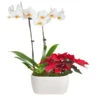 Classic Christmas Garden -Fast Growing Trees Shop 10IN Dot White Orchid with Yellow Lip and Red Poinsettia with Moss Topping 600x600 9b6a7df1 8d81 42a9 988c a05f1356a87e