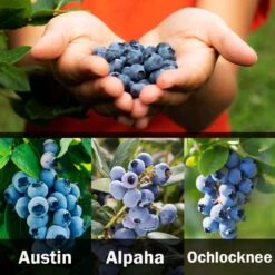3-in-1 Blueberry Bush (Southern Highbush) -Fast Growing Trees Shop 3 up Southern 2 Austin