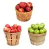 3-in-1 Apple Tree -Fast Growing Trees Shop 3 in 1 Apple 600x600 9edf9e9a ce86 4b58 beb9 2946adf65064