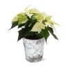 White Poinsettia In Birch Pot -Fast Growing Trees Shop 4IN Birch Pot White Poinsettia 600x600 492ecacd 240c 40aa be9f 86b09589bb76