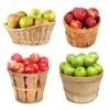 4-in-1 Apple Tree -Fast Growing Trees Shop 4 in 1 Apple 600x600 f3045961 5398 4298 ab46 f05694ca30e3
