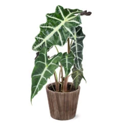 Alocasia Polly With Decorative Pot -Fast Growing Trees Shop 5IN Brown Wilson with Alocasia Poly e43f88d9 a535 43db b620 678cc676ce45