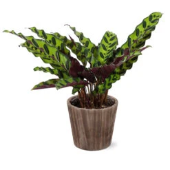 Calathea Rattlesnake With Decorative Pot -Fast Growing Trees Shop 5IN Brown Wilson with Calathea Rattlesnake