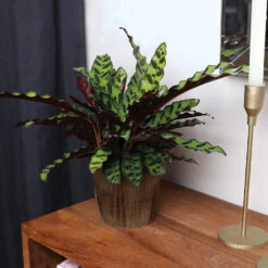 Calathea Rattlesnake With Decorative Pot -Fast Growing Trees Shop 5IN Brown Wilson with Calathea Rattlesnake 5