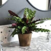 Calathea Rattlesnake With Decorative Pot 6 Calathea Rattlesnake With Decorative Pot -Fast Growing Trees Shop 5IN Brown Wilson with Calathea Rattlesnake600x600