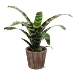 Zebra Plant In Decorative Pot -Fast Growing Trees Shop 5IN Brown Wilson with Splinriet Bromeliad b0b5d4a4 c8f2 40fe b317 71eca7afa132