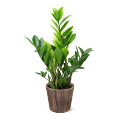 5-Inch ZZ Plant In Decorative Pot -Fast Growing Trees Shop 5IN Brown Wilson with ZZ d9618b4a 610c 4db9 824b 52b4d125a693
