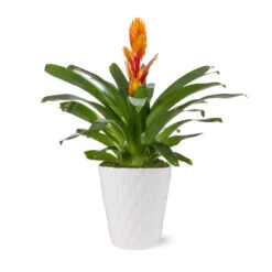 5-Inch Bromeliad In Decorative Pot 9 5-Inch Bromeliad In Decorative Pot -Fast Growing Trees Shop 5IN Evi Orange Intenso Bromeliad with Moss Topping
