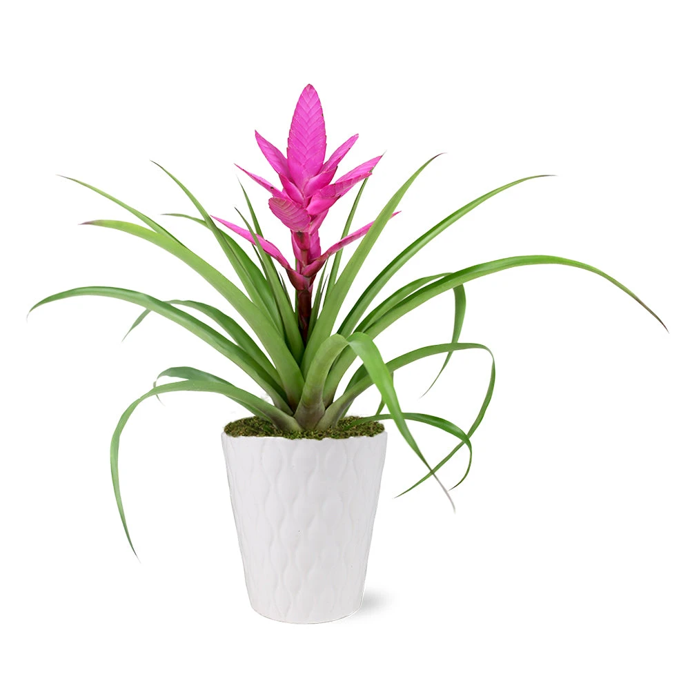5-Inch Bromeliad In Decorative Pot 3 5-Inch Bromeliad In Decorative Pot - Image 3