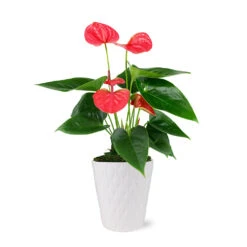 Pink Anthurium -Fast Growing Trees Shop 5IN Evi Sweet Dream Pink Anthurium with Moss Topping