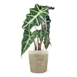 Alocasia Polly With Decorative Pot -Fast Growing Trees Shop 5IN Jute with Alocasia Poly 39282069 e2ce 4123 89c6 404869a804ad