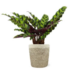Calathea Rattlesnake With Decorative Pot -Fast Growing Trees Shop 5IN Jute with Calathea Rattlesnake