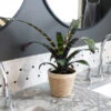 Zebra Plant In Decorative Pot