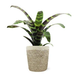 Zebra Plant In Decorative Pot -Fast Growing Trees Shop 5IN Jute with Splinriet Bromeliad 88162cef 9c67 4003 9207 e88eb2700019