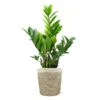 5-Inch ZZ Plant In Decorative Pot -Fast Growing Trees Shop 5IN Jute with ZZ 600x600 1