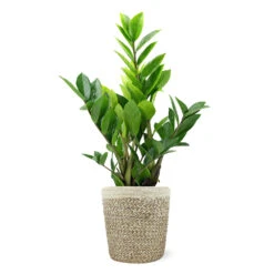5-Inch ZZ Plant In Decorative Pot -Fast Growing Trees Shop 5IN Jute with ZZ 1a07c7a6 5ad0 44c5 b0da 41fcc0b7d538