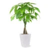 Money Tree In White Pot -Fast Growing Trees Shop 5 inch Savannah White Money Tree 600x600 4ee4d8c6 1d40 407a 8f49 cba22f672e39