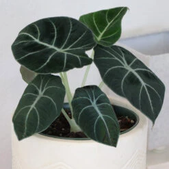 Alocasia Black Velvet -Fast Growing Trees Shop ALocasia Black Velvet 7