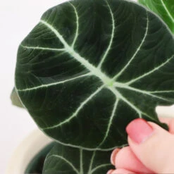 Alocasia Black Velvet -Fast Growing Trees Shop ALocasia Black Velvet FGT 5