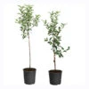 Apple Pollinator Pack -Fast Growing Trees Shop APP RDE 34 5 APP GAL 34 5 600x600 214d0cc6 c1b9 4e4e 9275 3faf09e5b56e
