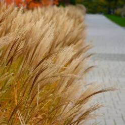 Adagio Maiden Grass -Fast Growing Trees Shop Adagio Madien Grass 7 FGT