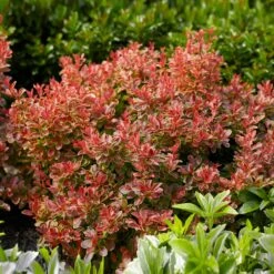 Admiration Barberry Shrub -Fast Growing Trees Shop Admiration Barberry 1
