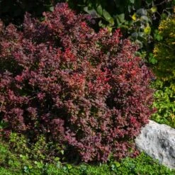 Admiration Barberry Shrub -Fast Growing Trees Shop Admiration Barberry 2