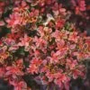 Admiration Barberry Shrub -Fast Growing Trees Shop Admiration Barberry FGT 600x600 bf006906 db0d 4477 9909 65d8fcae850e