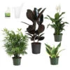 Air-Purifying House Plant Kit -Fast Growing Trees Shop Air Purifying 600x600 5c43e1c2 c436 44bb b11b 872821d8d685
