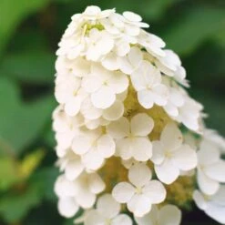 Alice Oakleaf Hydrangea -Fast Growing Trees Shop Alice Oakleaf Hydrangea 2