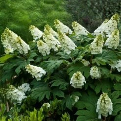 Alice Oakleaf Hydrangea