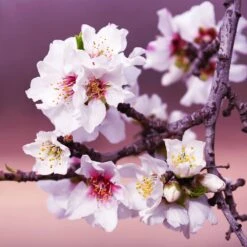 All-in-One Almond Tree -Fast Growing Trees Shop All in One Almond 3 213f37af fac9 49c5 8a19 0aa42ca679e9