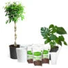 All-in-One House Plant Starter Kit -Fast Growing Trees Shop AllinOneHouseplant Kit 600x600 8701745b 5d2b 4567 9db8 4004946abd2b
