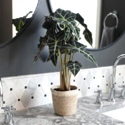 Alocasia Polly With Decorative Pot -Fast Growing Trees Shop Alocasia 2