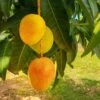 Alphonso Mango 12 Alphonso Mango -Fast Growing Trees Shop Alphonso Mango FGT 600x600 276d8cf8 8d09 4e9e a9a6 e75c33c90b10