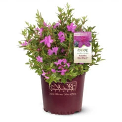 Autumn Amethyst® Encore® Azalea -Fast Growing Trees Shop Amathyst Encore Azalea 1