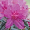 Autumn Amethyst® Encore® Azalea -Fast Growing Trees Shop Amathyst Encore Azalea 600x600 d5c85a1a 96c9 437b b713 6a0b44fcc575