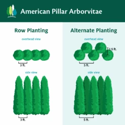 Full Speed A Hedge® American Pillar Arborvitae -Fast Growing Trees Shop AmericanPillarArborvitae