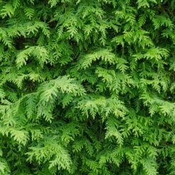 American Arborvitae -Fast Growing Trees Shop American Arborvitae