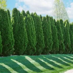 American Arborvitae -Fast Growing Trees Shop American Arborvitae 2 FGT
