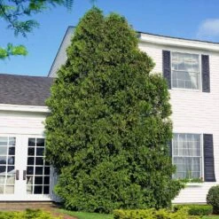 American Arborvitae -Fast Growing Trees Shop American Arborvitae 6