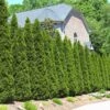 American Arborvitae -Fast Growing Trees Shop American Arborvitae FGT 600x600 66a6204b d353 41a4 b093 f749e6956bfc