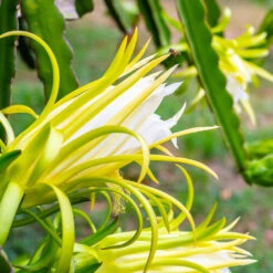 American Beauty Dragon Fruit -Fast Growing Trees Shop American Beauty Dragon Friuit 3