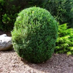 American Boxwood Shrub -Fast Growing Trees Shop American Boxwood 1 FGT
