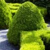 American Boxwood Shrub -Fast Growing Trees Shop American Boxwood FGT 600x600 b976cdb1 20b7 42ea 8427 cd442be88a38