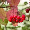 American Cranberry -Fast Growing Trees Shop American Cranberry FGT 600x600 007512b8 bc65 48a1 bb66 6cc7f5ab7e70