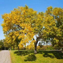 American Elm Tree -Fast Growing Trees Shop American Elm Tree 1