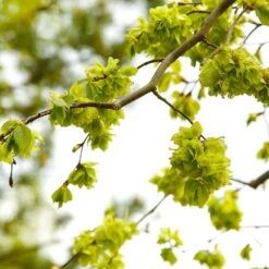 American Elm Tree -Fast Growing Trees Shop American Elm Tree 8