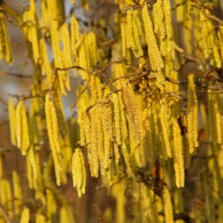 American Hazelnut Filbert -Fast Growing Trees Shop American Hazelnut 2